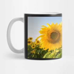 Colby Farms Sunflower Field Closeup Mug